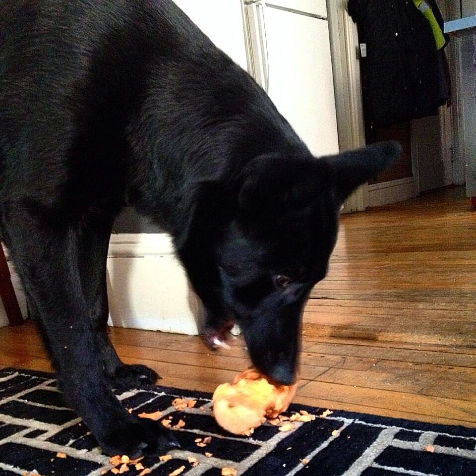 Best dry food for gsd